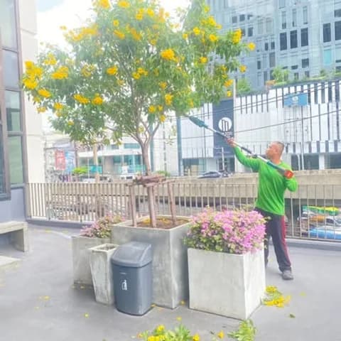 ตัดแต่งต้นไม้ใหญ่